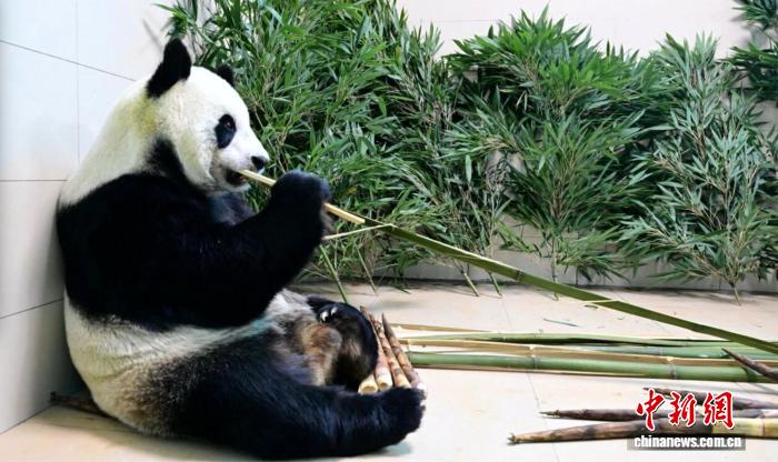 旅比大熊猫“好好”提前回国 接受系统医疗支持