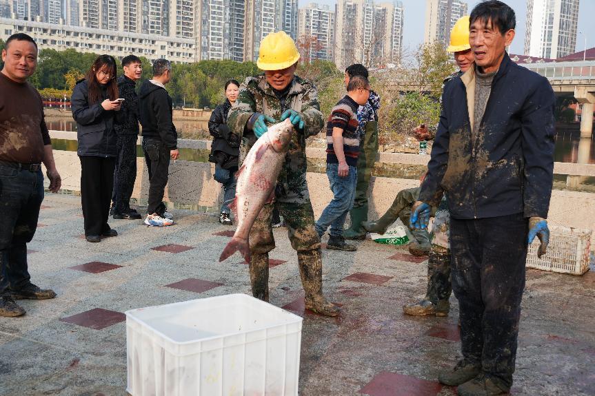 校园湖中捞出5000斤鱼!这所高校为师生提供免费“全鱼宴”